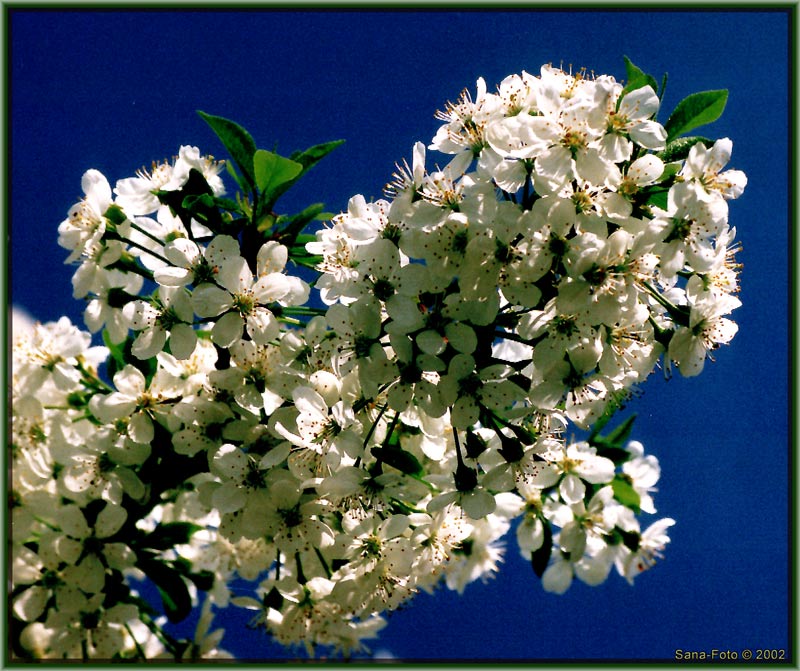 фото "The Sky was Blue" метки: пейзаж, природа, весна, цветы