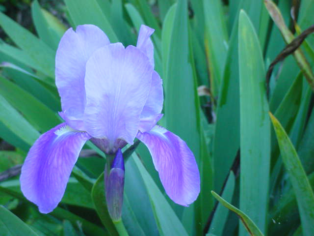 photo "For You" tags: nature, macro and close-up, flowers