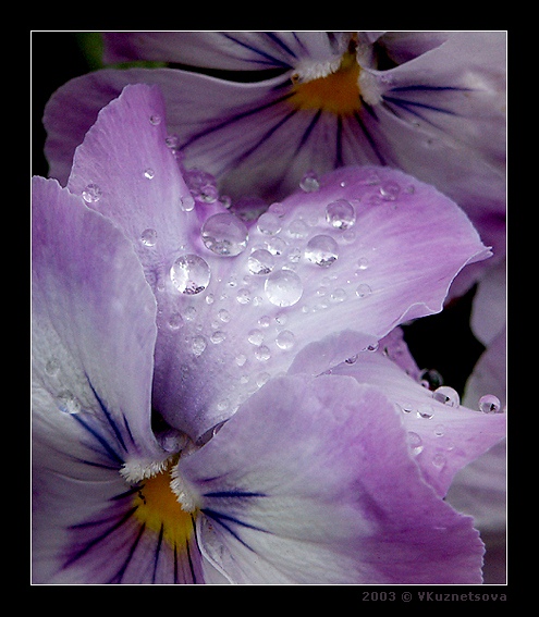 photo "*-*" tags: macro and close-up, nature, flowers