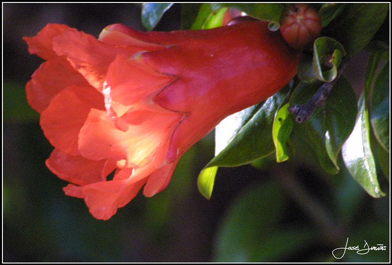 фото "(punica granatum)" метки: природа, цветы