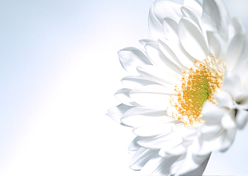 photo "White VS White" tags: macro and close-up, nature, flowers
