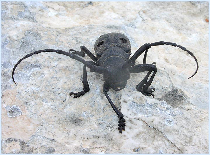 photo "The rock-climber" tags: nature, macro and close-up, insect