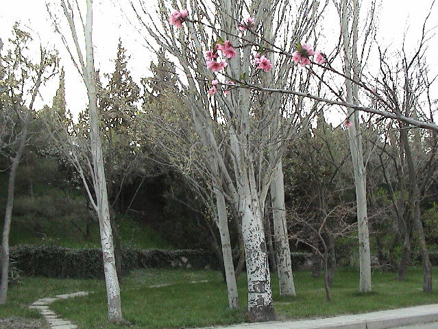 photo "Primavera" tags: misc., 