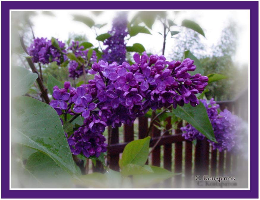 photo "Lilac" tags: macro and close-up, nature, flowers
