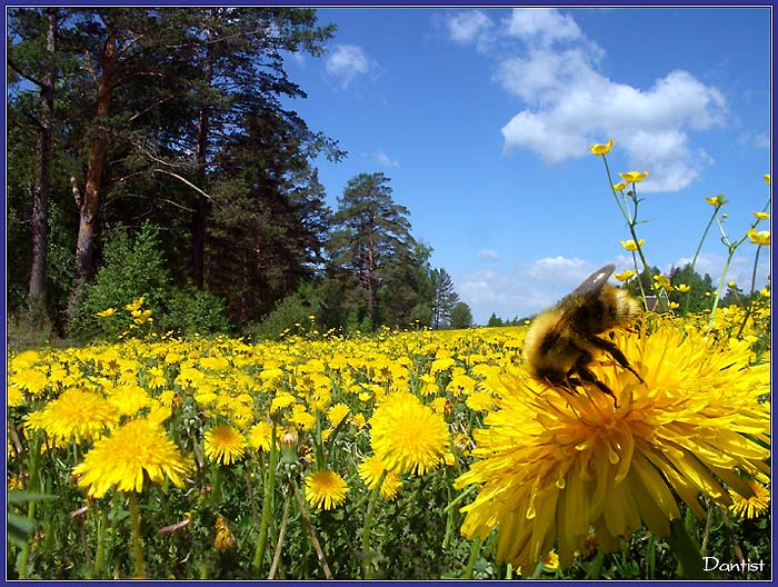 photo "Dandelions" tags: nature, landscape, flowers, forest