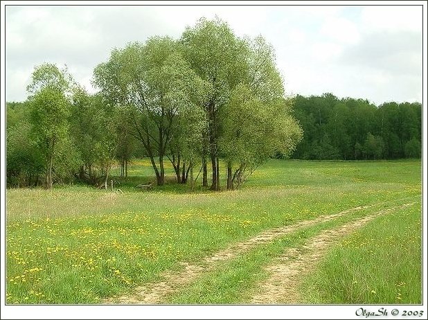 photo "***" tags: landscape, forest, spring