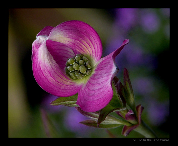 photo "****" tags: macro and close-up, nature, flowers