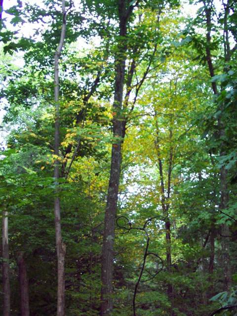 фото "Trees an sun" метки: природа, цветы