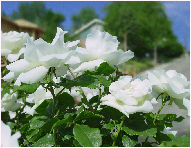 photo "White Sea." tags: nature, flowers