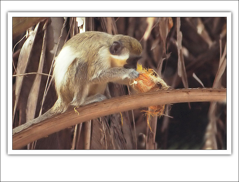 photo "Lunch" tags: nature, travel, Africa, wild animals