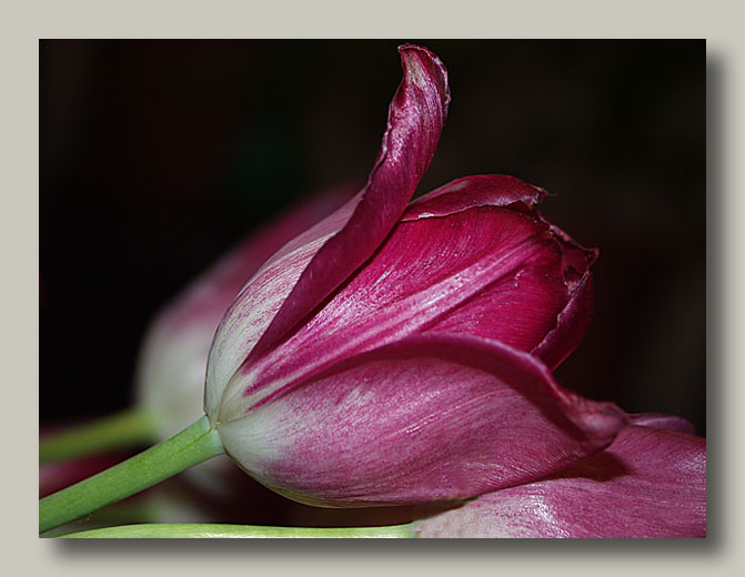 photo "Tulip" tags: nature, still life, flowers