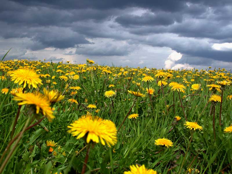 фото "Русское поле 2" метки: природа, пейзаж, лето, цветы
