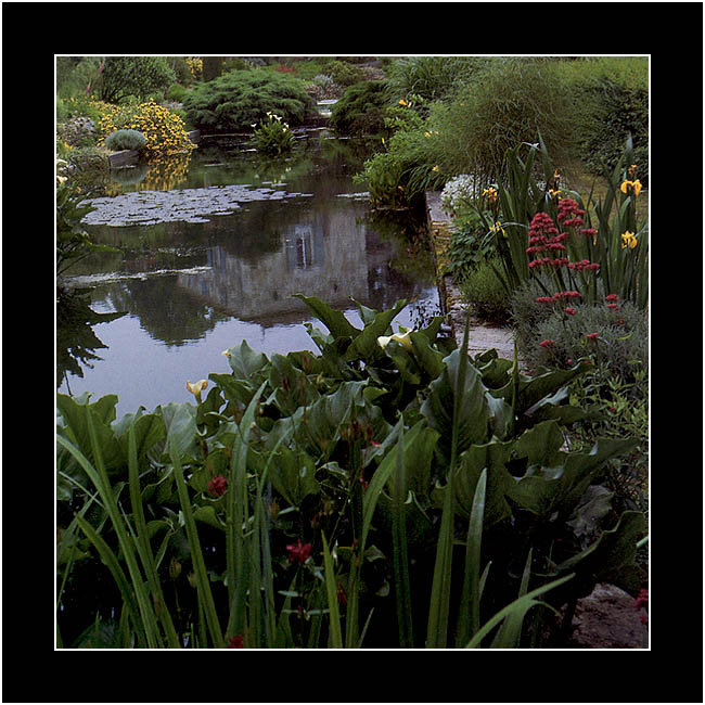 photo "Reflection in a Garden" tags: nature, flowers