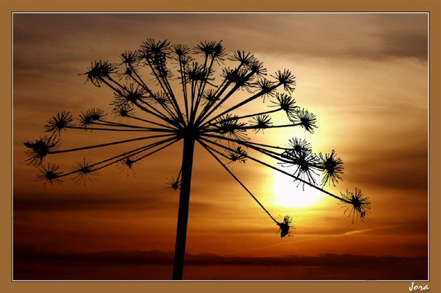 photo "Mesozoic dandelion" tags: landscape, clouds, sunset