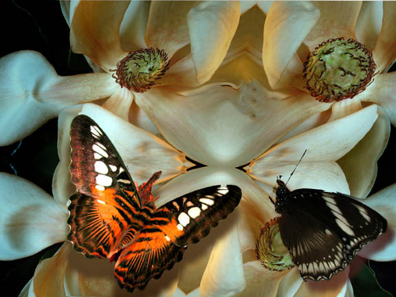 фото "Butterflys & Magnolias" метки: фотомонтаж, природа, 