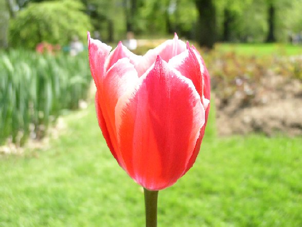 photo "the pink flower" tags: nature, misc., flowers