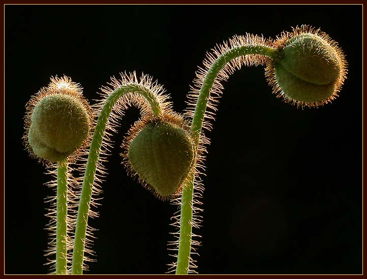 photo "light & Shape..." tags: macro and close-up, nature, flowers