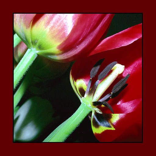 photo "Tulips" tags: macro and close-up, nature, flowers