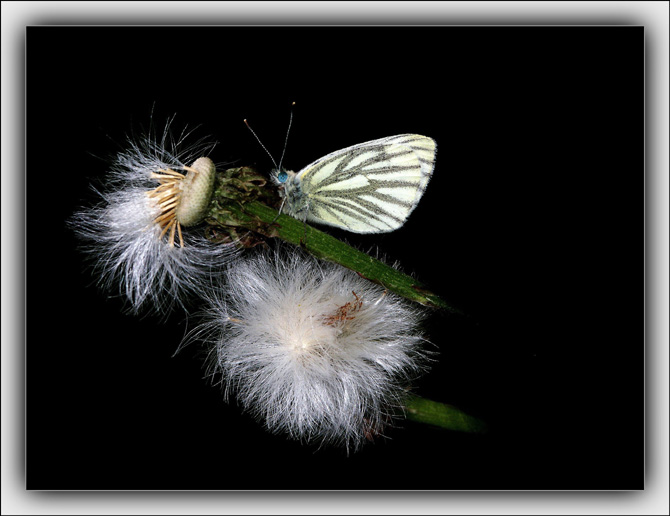 photo "Of night" tags: nature, flowers, insect