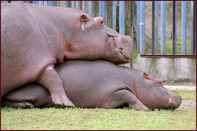 фото "Two hippopotamus" метки: природа, дикие животные