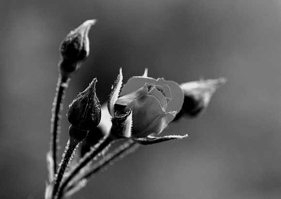фото "The gray Rose" метки: природа, черно-белые, цветы