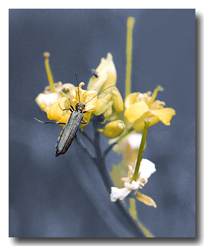 photo "Tangled Up In Blue" tags: nature, macro and close-up, insect