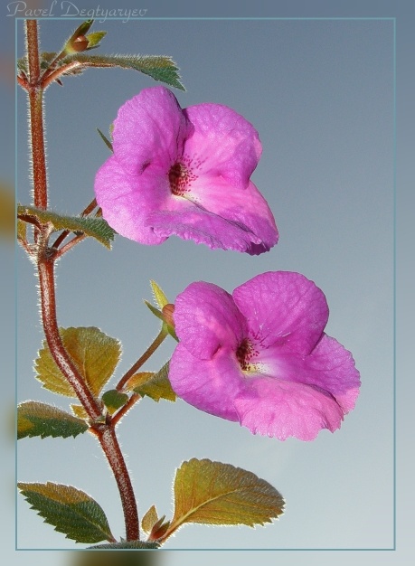 photo "Tweeks" tags: macro and close-up, nature, flowers