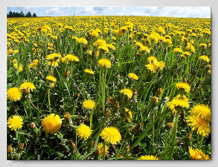 photo "Million sun" tags: nature, landscape, flowers, summer