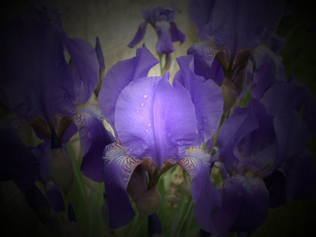 photo "iris" tags: nature, flowers