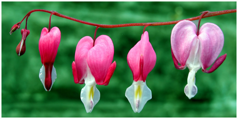photo "Bleedinn Hearts" tags: nature, flowers