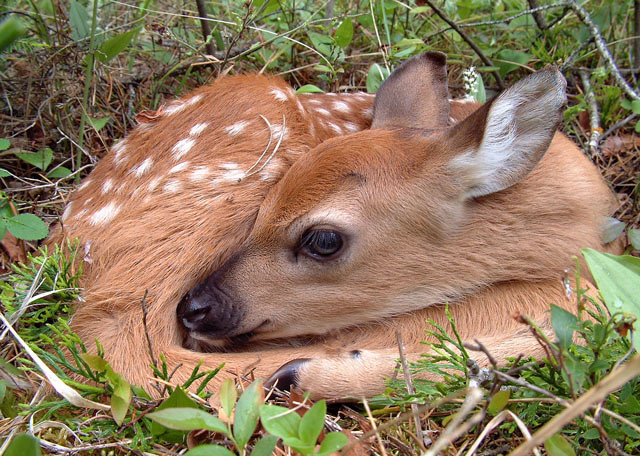 фото "Baby Bambi" метки: природа, дикие животные