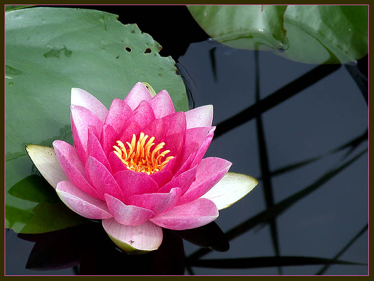 photo "Waterlily (1)" tags: nature, flowers