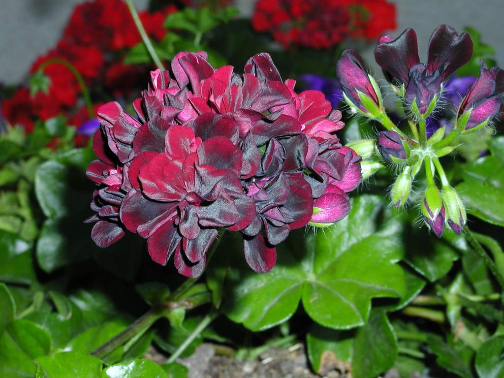 photo "geranio bordeaux" tags: nature, flowers