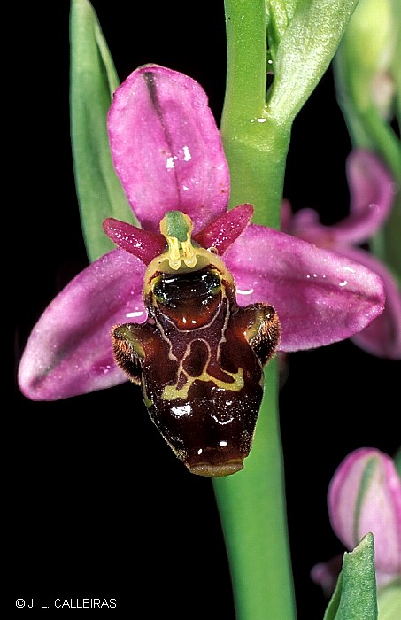 фото "Ophrys scolopax" метки: природа, цветы