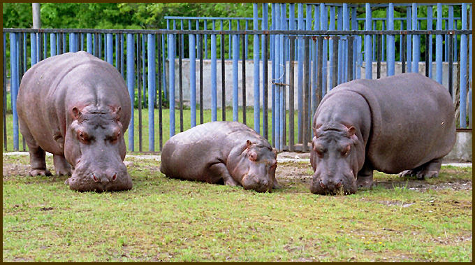 фото "Mather,Father and I - frendly family." метки: природа, дикие животные