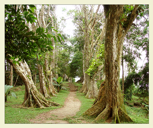photo "Avenue of Pirates" tags: nature, 