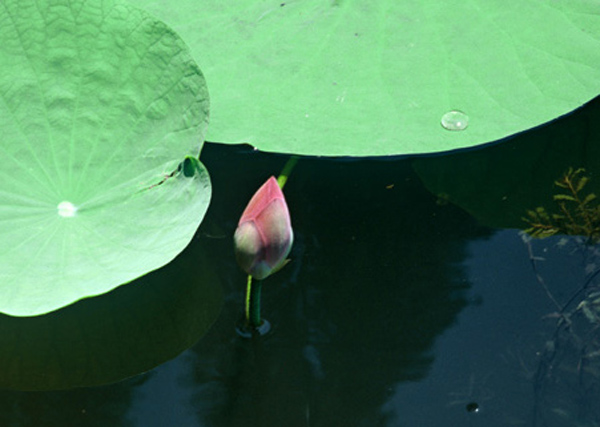 photo "water lily" tags: nature, pets/farm animals