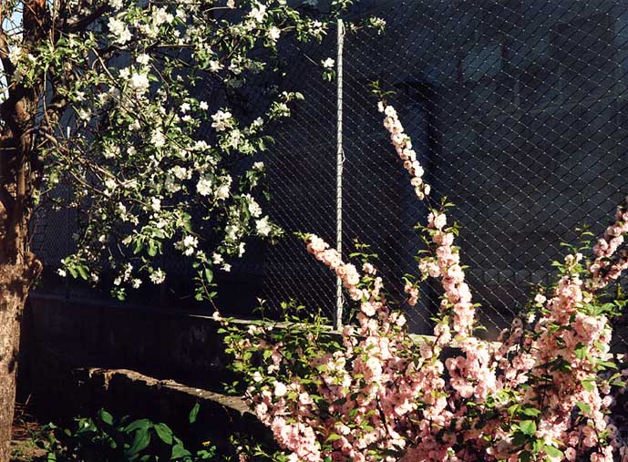 photo "The Morning" tags: nature, landscape, flowers, spring