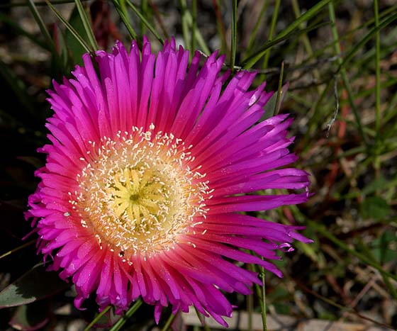 photo "Flower - Tears" tags: nature, flowers