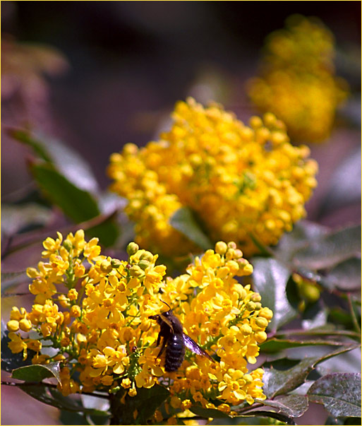 фото "Black & Yellow" метки: природа, насекомое, цветы