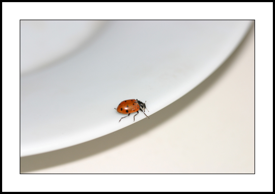 photo "Ladybug for Lunch" tags: macro and close-up, nature, insect