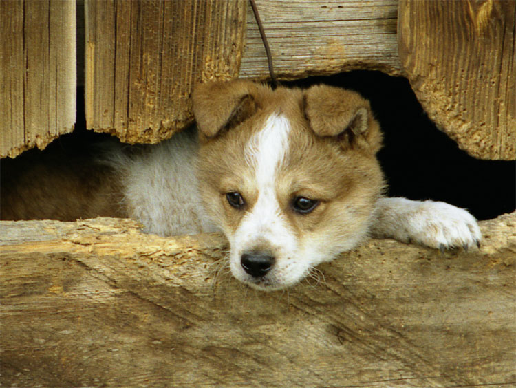 photo "Who there?" tags: nature, pets/farm animals