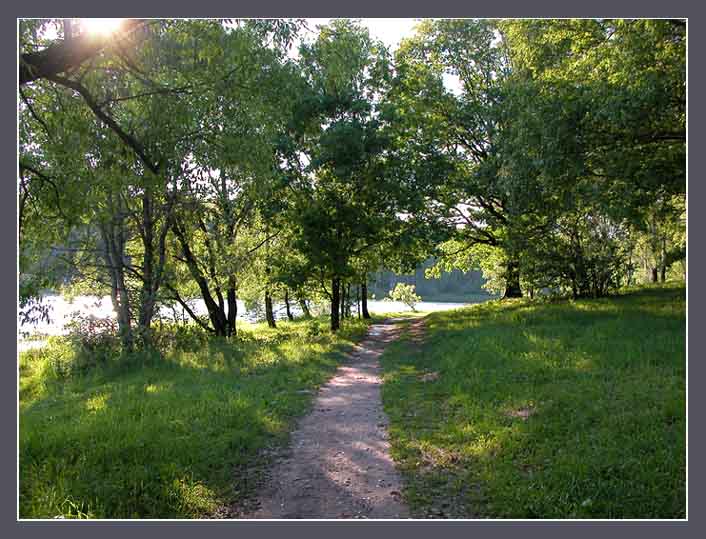 photo "June evening" tags: landscape, forest, summer