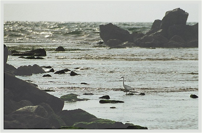 photo "Heron in the sea." tags: misc., 