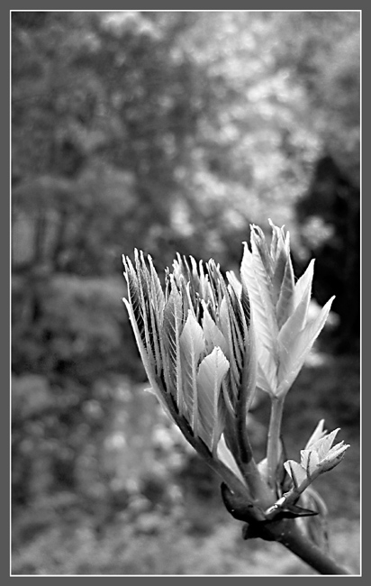 photo "The spring wanderer" tags: nature, flowers