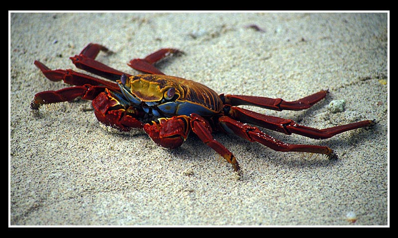 photo "Crabby" tags: misc., 