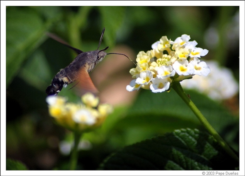 photo "Borino" tags: nature, insect