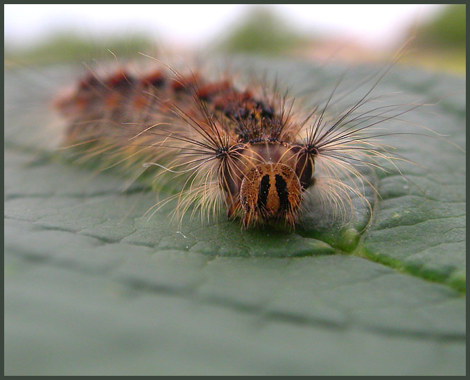 photo "Monster" tags: macro and close-up, nature, insect