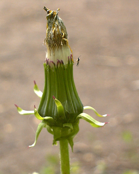 photo "Flower" tags: macro and close-up, 