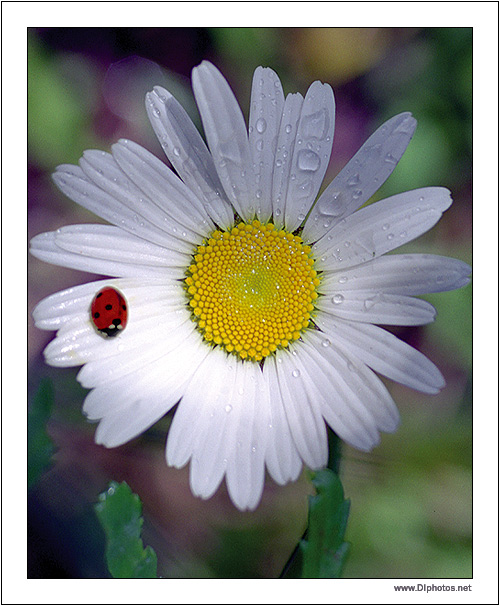 photo "Macro" tags: nature, macro and close-up, insect